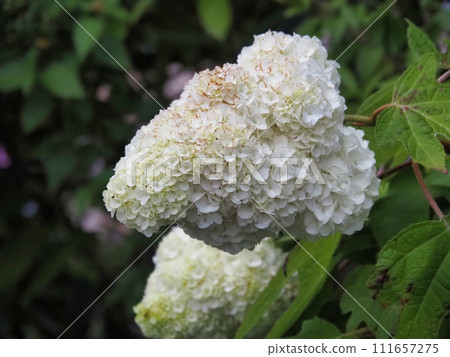 白色繡球花 111657275
