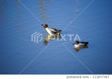 A small duck on the Yasuragi embankment of the Shinano River 111657367