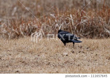 Ground feeding of corvid carrion crows 111657645
