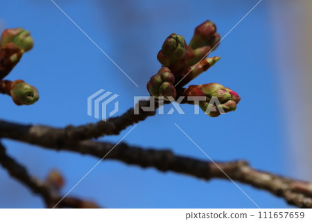 冬季花園裡發芽的櫻花芽 111657659