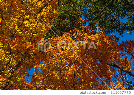 Trees with autumn leaves, Mt. Takao 111657770