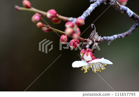 梅花告訴春天 111657795