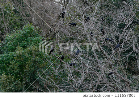 成群的食腐烏鴉棲息在樹枝上 成群的食腐烏鴉棲息在樹枝上 111657805