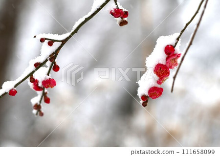 說謊在紅色李子的雪 111658099