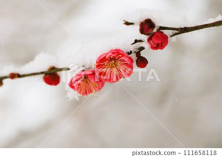 Kobai上積雪了 111658118