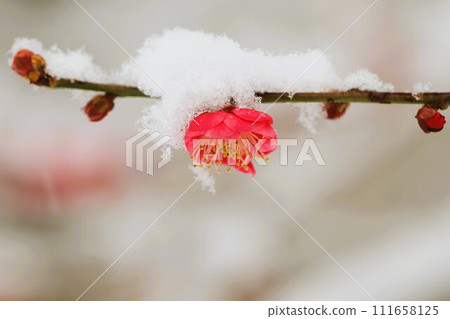 Kobai上積雪了 111658125
