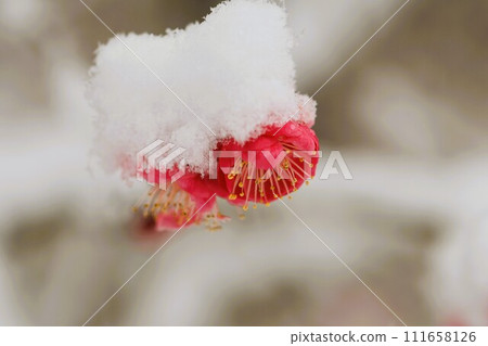 Kobai上積雪了 111658126