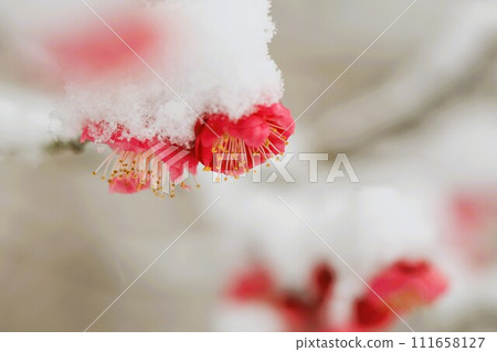 Kobai上積雪了 111658127