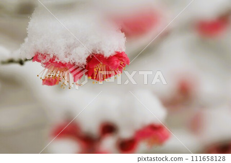 Kobai上積雪了 Kobai上積雪了 111658128