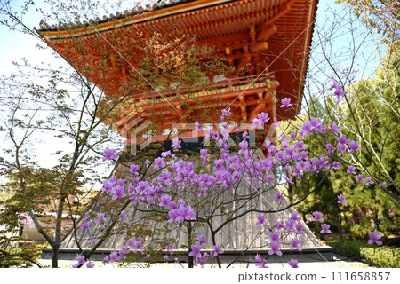 京都、大室仁和寺春天、鐘樓和杜鵑花 111658857