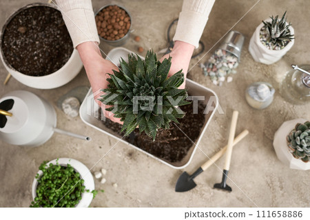 Woman holding Aloe Aristata house plant with roots for replanting Woman holding Aloe Aristata house plant with roots for replanting 111658886