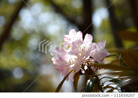 Kyoto, Omuro Ninnaji Temple in spring, rhododendron flowers and light 111659207