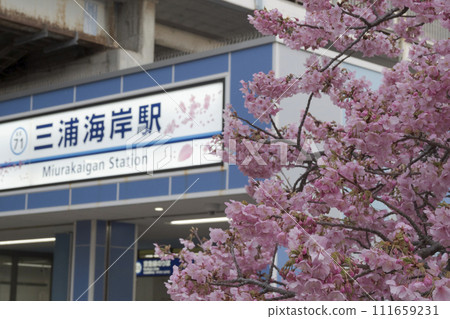 Kawazu cherry blossoms on the Miura coast of the Miura Peninsula 111659231