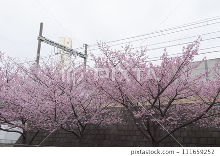 Kawazu cherry blossoms on the Miura coast of the Miura Peninsula Kawazu cherry blossoms on the Miura coast of the Miura Peninsula 111659252