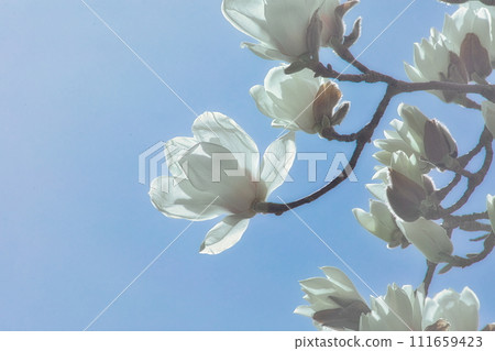 日本春天的街角,美麗的白色玉蘭花盛開。 日本春天的街角,美麗的白色玉蘭花盛開。 111659423