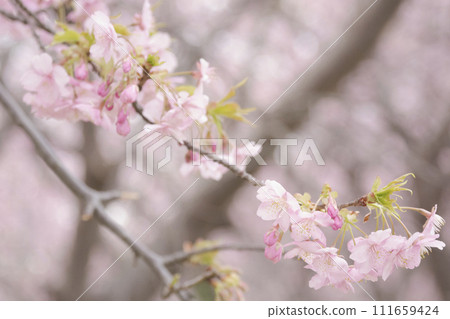 三浦半島三浦海岸的河津櫻花 111659424