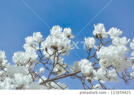 日本春天的街角,美麗的白色玉蘭花盛開。 日本春天的街角,美麗的白色玉蘭花盛開。 111659425