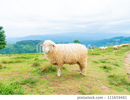 white sheep on mountain hill 111659481