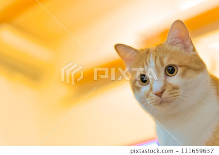 A cat staring at you 111659637