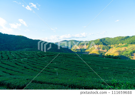 tea plantation and green tea plantation tea plantation and green tea plantation 111659688