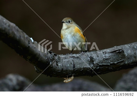 清晨，一隻雌性紅尾鴝在樹蔭下休息 111659692