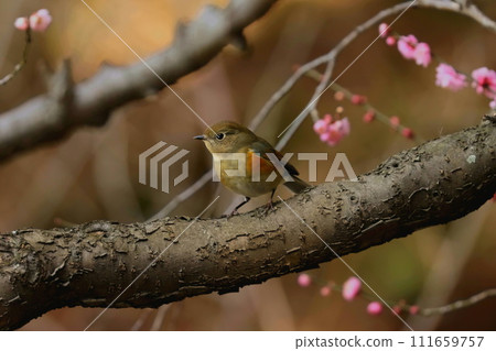 Female Redstart flycatcher in the plum grove 111659757