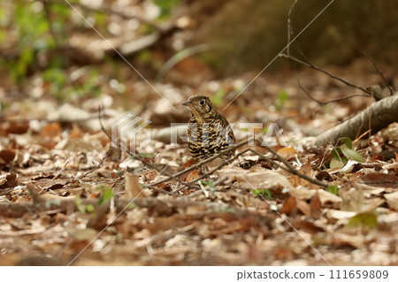 Scaly thrush who came to look for food Scaly thrush who came to look for food 111659809