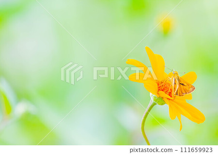 Coquimarasacera 111659923