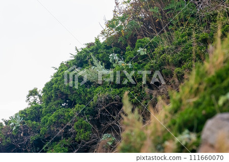 Juniper berry Juniper berry 111660070
