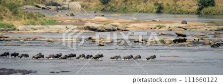 Panorama of blue wildebeest trotting across river 111660122