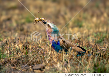 Lilac-breasted roller holding insect on short grass 111660126