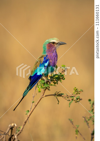 Lilac-breasted roller in profile on leafy twig Lilac-breasted roller in profile on leafy twig 111660131
