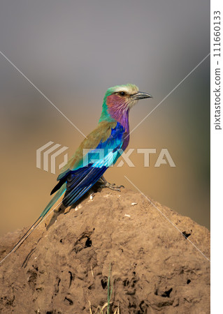 Lilac-breasted roller in profile on termite mound 111660133