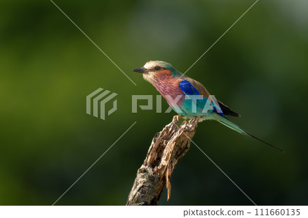 Lilac-breasted roller leans forward on dead branch Lilac-breasted roller leans forward on dead branch 111660135