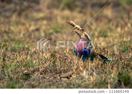 Lilac-breasted roller on grass tosses up grasshopper 111660149