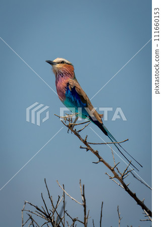 Lilac-breasted roller on slim branch looking up 111660153