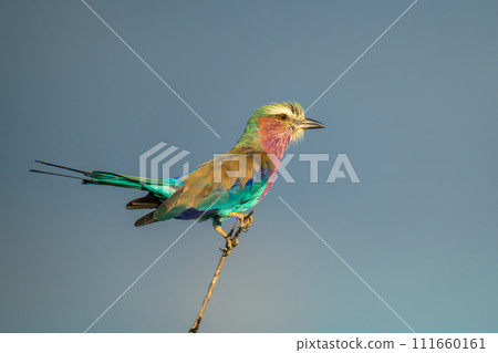 Lilac-breasted roller on thin branch lifting tail Lilac-breasted roller on thin branch lifting tail 111660161