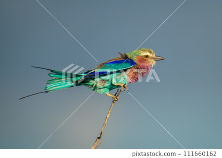Lilac-breasted roller on thin branch looking ahead Lilac-breasted roller on thin branch looking ahead 111660162