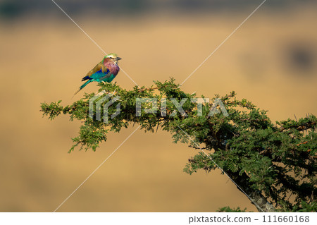 Lilac-breasted roller on thornbush in sunlit savannah 111660168
