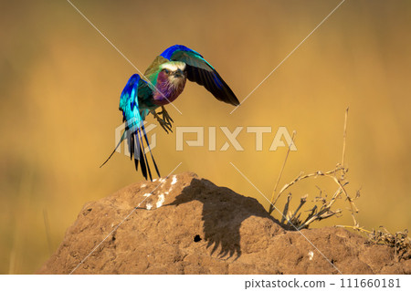 Lilac-breasted roller takes off from termite mound 111660181