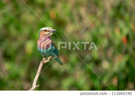 Lilac-breasted roller watches camera from thin twig Lilac-breasted roller watches camera from thin twig 111660190