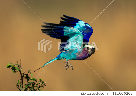 Lilac-breasted roller with catchlight flying from bush 111660203
