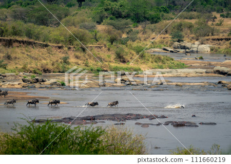 Line of blue wildebeest galloping across river Line of blue wildebeest galloping across river 111660219