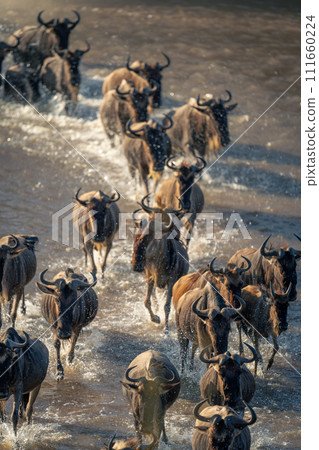 Line of blue wildebeest traverse shallow river 111660224