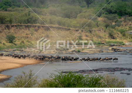 Line of blue wildebeest trot across Mara 111660225