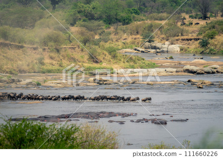 Line of blue wildebeest trot across stream 111660226