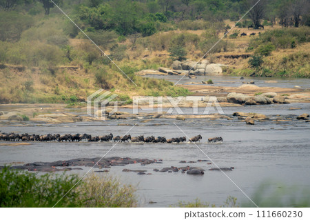 Line of blue wildebeest trotting through Mara Line of blue wildebeest trotting through Mara 111660230