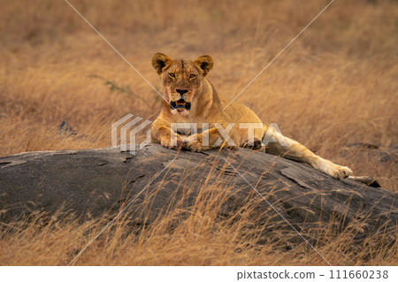Lioness lies on kopje facing towards camera 111660238