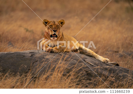 Lioness lies on low kopje facing camera 111660239
