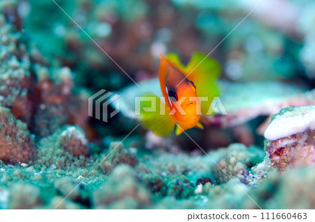 Tomato anemone fish, a species endemic to the Andaman Sea, Thailand.2 Tomato anemone fish, a species endemic to the Andaman Sea, Thailand.2 111660463